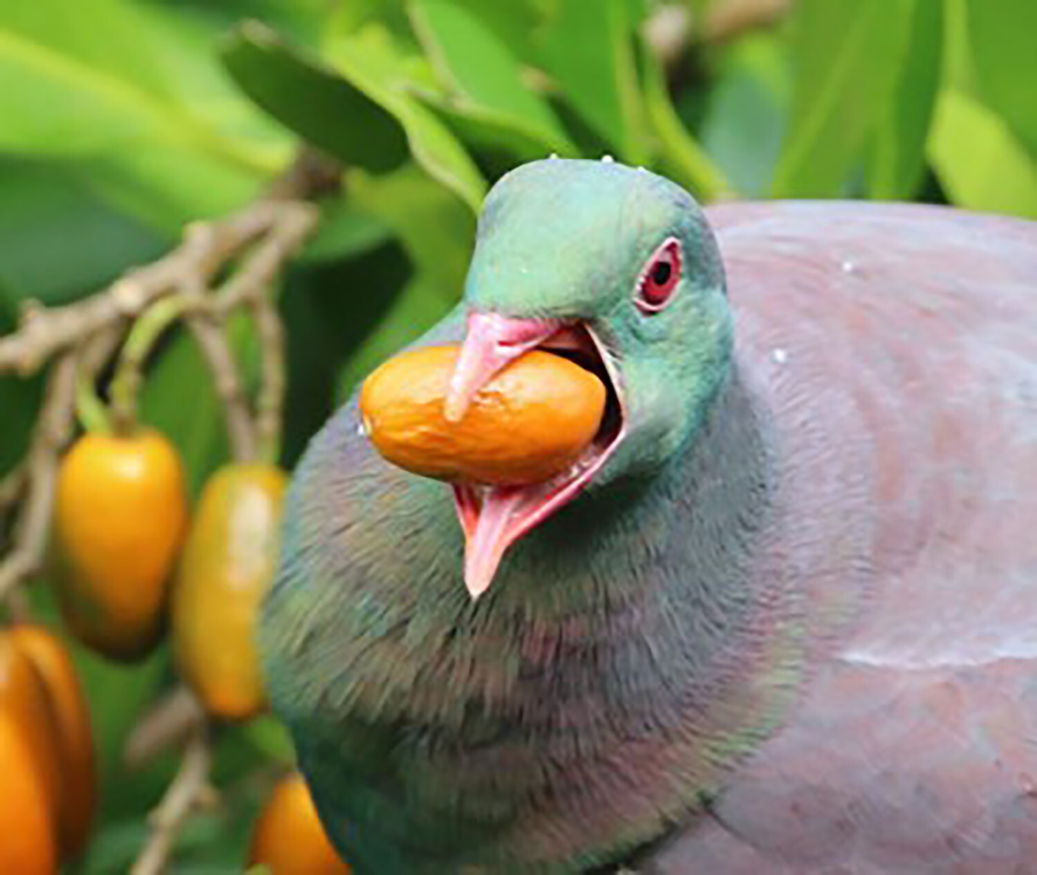 Karaka  (Corynocarpus laevigatus)