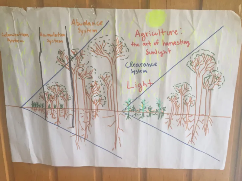 Syntropic Agroforestry Resources (in English)