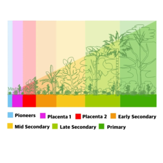 Syntropic Agroforestry Resources (in English)