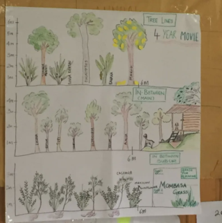 Syntropic Agroforestry Resources (in English)