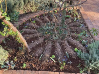 Syntropic Agroforestry Resources (in English)