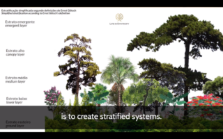 Syntropic Agroforestry Resources (in English)