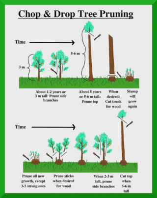 Syntropic Agroforestry Resources (in English)