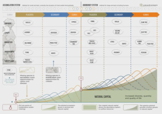 Syntropic Agroforestry Resources (in English)