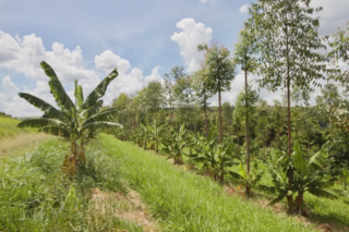 What You Eat Matters