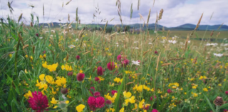 What You Eat Matters