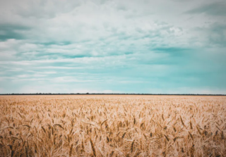 What You Eat Matters